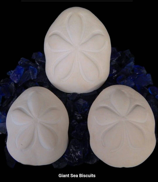 2 Pc. Giant White Sea Biscuits, Craft Shells, 4" Sea Biscuit Shell
