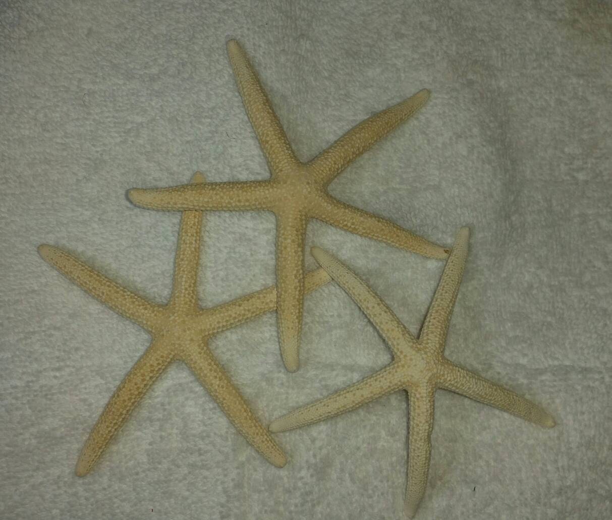 3 Pc. Hand Painted Starfish, Starfish Decoration, Glitter Starfish