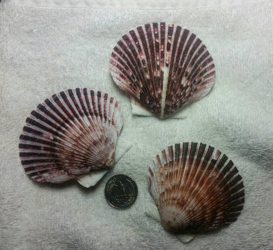 10 Purple Florida Scallop Pectin Clam Seashells