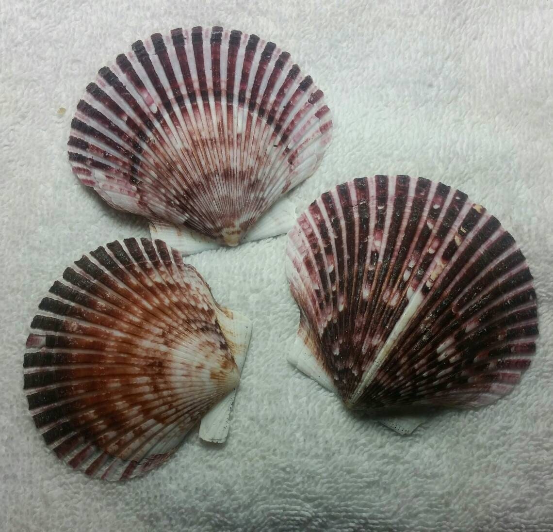 10 Purple Florida Scallop Pectin Clam Seashells