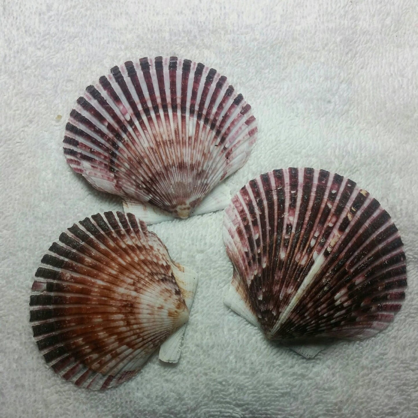 10 Purple Florida Scallop Pectin Clam Seashells