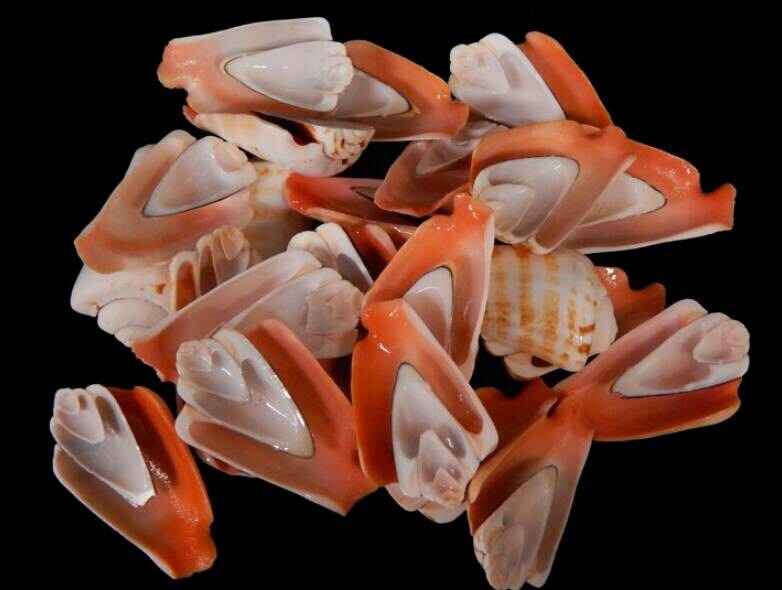 20-Pcs Cut  Strawberry Seashells, Half Cut Craft Shells, Craft Seashells